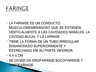    LA FARINGE ES UN CONDUCTO
    MUSCULOMEMBRANOSO QUE SE EXTIENDE
    VERTICALMENTE A LAS CAVIDADES NASALES, LA
    CAVIDAD BUCAL Y LA LARINGE
   TIENE LA FORMA DE UN TUBO IRREGULAR
    ENSANCHADO SUPERIORMENTE Y
    ESTRECHADO EM SU PARTE INFERIOR
   4 A 5 CM
   SE DIVIDE EN OROFARINGE BUCOFARINGE Y
    NASOFARINGE
 