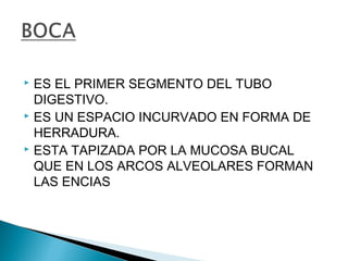  ES EL PRIMER SEGMENTO DEL TUBO
  DIGESTIVO.
 ES UN ESPACIO INCURVADO EN FORMA DE

  HERRADURA.
 ESTA TAPIZADA POR LA MUCOSA BUCAL

  QUE EN LOS ARCOS ALVEOLARES FORMAN
  LAS ENCIAS
 