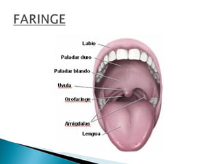Boca y faringe 