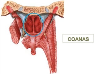 Boca y fosas_nasales
