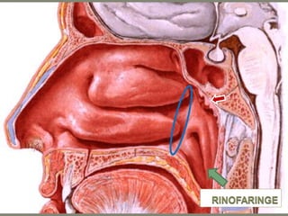 Boca y fosas_nasales