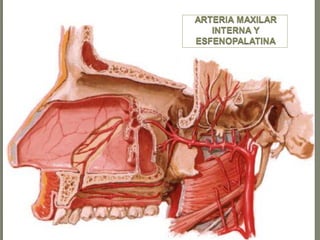 Boca y fosas_nasales