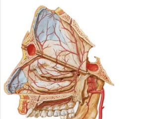 Boca y fosas_nasales