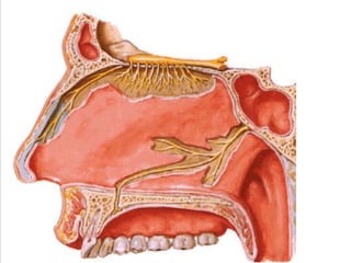 Boca y fosas_nasales