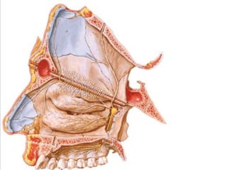 Boca y fosas_nasales