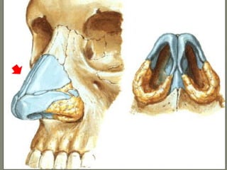 Boca y fosas_nasales