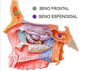 Boca y fosas_nasales