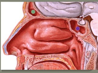 Boca y fosas_nasales