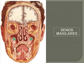 Boca y fosas_nasales