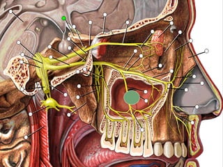 Boca y fosas_nasales