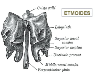 Boca y fosas_nasales