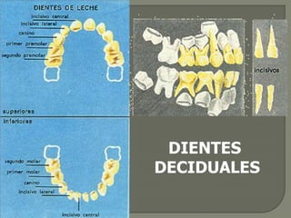 DIENTES
DECIDUALES
 