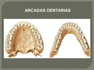 ARCADAS DENTARIAS
 