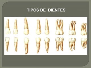 TIPOS DE DIENTES
 