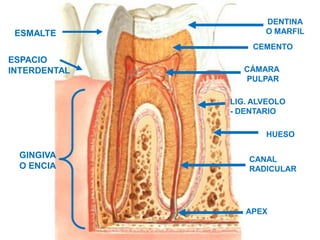 DENTINA
 ESMALTE             O MARFIL
                  CEMENTO
ESPACIO
INTERDENTAL      CÁMARA
                 PULPAR

              LIG. ALVEOLO
              - DENTARIO

                     HUESO

 GINGIVA          CANAL
 O ENCIA          RADICULAR




                 APEX
 