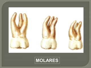 MOLARES
 