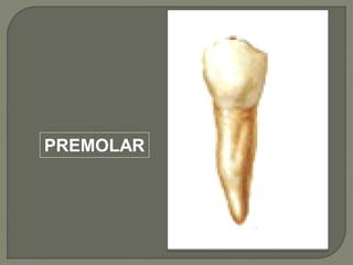 PREMOLAR
 