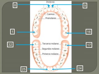 8             9




 1                     16


32                     17




         25   24
 