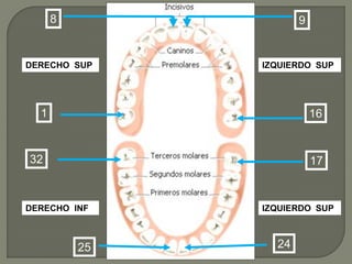8               9


DERECHO SUP    IZQUIERDO SUP




  1                       16


32                        17


DERECHO INF    IZQUIERDO SUP



          25     24
 