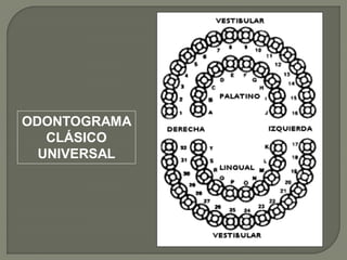 ODONTOGRAMA
   CLÁSICO
  UNIVERSAL
 