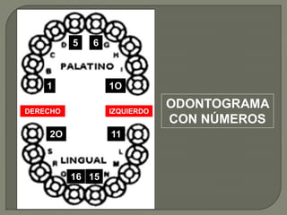 5   6



    1             1O

DERECHO           IZQUIERDO
                              ODONTOGRAMA
                              CON NÚMEROS
    2O            11



          16 15
 