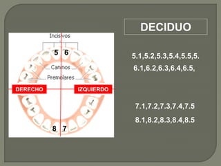 DECIDUO

          5 6               5.1,5.2,5.3,5.4,5.5,5.
                            6.1,6.2,6.3,6.4,6.5,

DERECHO         IZQUIERDO


                             7.1,7.2,7.3,7.4,7.5
                             8.1,8.2,8.3,8.4,8.5
          8 7
            3
 