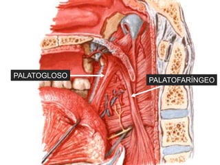 PALATOGLOSO
              PALATOFARÍNGEO
 