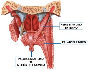 PERIESTAFILINO
                       EXTERNO




                     PALATOFARÍNGEO




 PALATOESTAFILINO
        O
ÁCIGOS DE LA UVULA
 