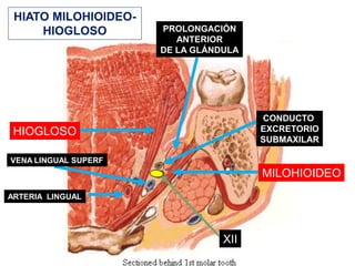 HIATO MILOHIOIDEO-
     HIOGLOSO         PROLONGACIÓN
                         ANTERIOR
                      DE LA GLÁNDULA




                                       CONDUCTO
 HIOGLOSO                              EXCRETORIO
                                       SUBMAXILAR

VENA LINGUAL SUPERF
                                       MILOHIOIDEO
ARTERIA LINGUAL




                                 XII
 