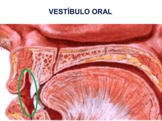 VESTÍBULO ORAL
 