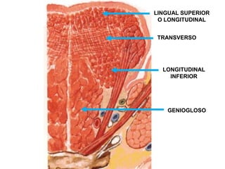 LINGUAL SUPERIOR
 O LONGITUDINAL


TRANSVERSO




  LONGITUDINAL
    INFERIOR




   GENIOGLOSO
 