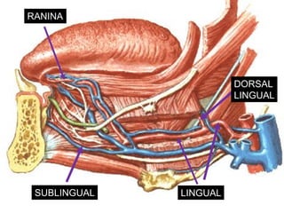 RANINA




                        DORSAL
                        LINGUAL




 SUBLINGUAL   LINGUAL
 
