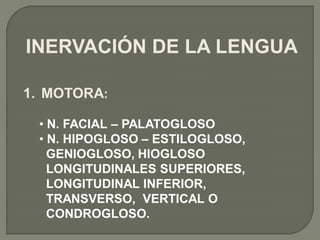 INERVACIÓN DE LA LENGUA

1. MOTORA:

 • N. FACIAL – PALATOGLOSO
 • N. HIPOGLOSO – ESTILOGLOSO,
   GENIOGLOSO, HIOGLOSO
   LONGITUDINALES SUPERIORES,
   LONGITUDINAL INFERIOR,
   TRANSVERSO, VERTICAL O
   CONDROGLOSO.
 