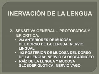 INERVACIÓN DE LA LENGUA

2. SENSITIVA GENERAL – PROTOPATICA Y
   EPICRITICA:
  • 2/3 ANTERIORES DE MUCOSA
    DEL DORSO DE LA LENGUA: NERVIO
    LINGUAL
  • 1/3 POSTERIOR DE MUCOSA DEL DORSO
    DE LA LENGUA: NERVIO GLOSOFARÍNGEO
  • RAÍZ DE LA LENGUA Y MUCOSA
    GLOSOEPIGLÓTICA: NERVIO VAGO
 