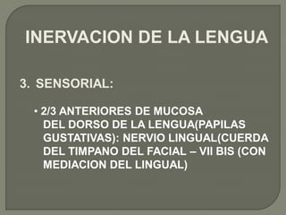 INERVACION DE LA LENGUA

3. SENSORIAL:

 • 2/3 ANTERIORES DE MUCOSA
   DEL DORSO DE LA LENGUA(PAPILAS
   GUSTATIVAS): NERVIO LINGUAL(CUERDA
   DEL TIMPANO DEL FACIAL – VII BIS (CON
   MEDIACION DEL LINGUAL)
 
