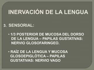 INERVACIÓN DE LA LENGUA

3. SENSORIAL:

 • 1/3 POSTERIOR DE MUCOSA DEL DORSO
   DE LA LENGUA – PAPILAS GUSTATIVAS:
   NERVIO GLOSOFARINGEO.

 • RAÍZ DE LA LENGUA Y MUCOSA
   GLOSOEPIGLÓTICA – PAPILAS
   GUSTATIVAS: NERVIO VAGO
 