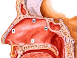 S


            P
A


    I
 