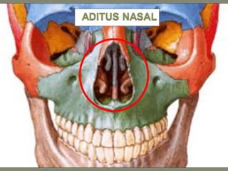 ADITUS NASAL
 