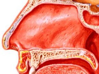 Boca y fosas_nasales