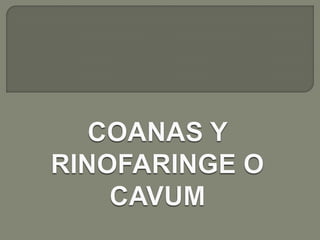 Boca y fosas_nasales