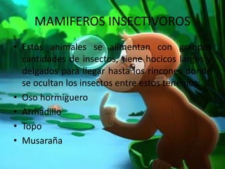 MAMIFEROS INSECTIVOROS
• Estos animales se alimentan con grandes
cantidades de insectos, tiene hocicos largos y
delgados para llegar hasta los rincones donde
se ocultan los insectos entre estos tenemos:
• Oso hormiguero
• Armadillo
• Topo
• Musaraña
 
