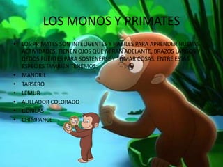 LOS MONOS Y PRIMATES
• LOS PRIMATES SON INTELIGENTES Y HABILES PARA APRENDER NUEVAS
ACTIVIDADES, TIENEN OJOS QUE MIRAN ADELANTE, BRAZOS LARGOS Y
DEDOS FUERTES PARA SOSTENERSE Y TOMAR COSAS. ENTRE ESTAS
ESPECIES TAMBIEN TENEMOS:
• MANDRIL
• TARSERO
• LEMUR
• AULLADOR COLORADO
• GORILAS
• CHIMPANCE
 