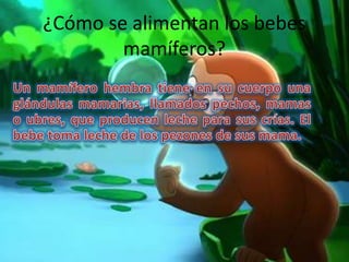 ¿Cómo se alimentan los bebes
mamíferos?
 