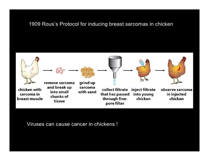 Biology of cancer, lecture 2 tumor viruses,oncogenes,tsgs
