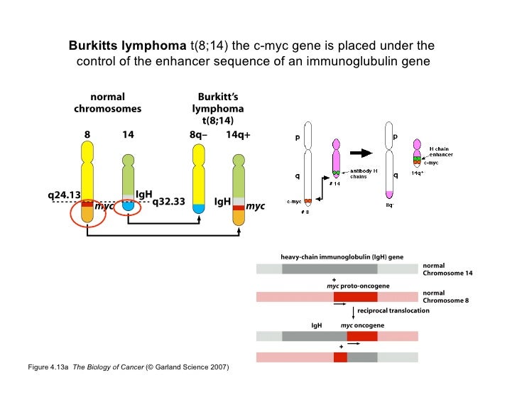 the biology of cancer garland science 2007 pdf