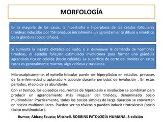MORFOLOGÍA
Microscópicamente, el epitelio folicular puede ser hiperplásico en estadios precoces
de la enfermedad o aplanado y cuboide durante períodos de involución . En estos
períodos, el coloide es abundante.
Con el tiempo, los episodios recurrentes de hiperplasia e involución se combinan para
producir un agrandamiento más irregular del tiroides, denominado bocio
multinodular. Prácticamente, todos los bocios simples de larga duración se convierten
en bocios multinodulares. Pueden ser no tóxicos o pueden inducir tirotoxicosis (bocio
tóxico multinodular).
En la mayoría de los casos, la hipertrofia e hiperplasia de las células foliculares
tiroideas inducidas por TSH produce inicialmente un agrandamiento difuso y simétrico
de la glándula (bocio difuso).
Si aumenta la ingesta dietética de yodo, o si disminuye la demanda de hormonas
tiroideas, el epitelio folicular estimulado involuciona para formar una glándula
agrandada rica en coloide (bocio coloide). La superficie de corte del tiroides en estos
casos es generalmente marrón, algo vidriosa y traslúcida.
Kumar; Abbas; Fausto; Mitchell. ROBBINS PATOLOGÍA HUMANA. 8 edición
 