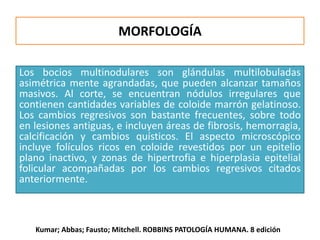 Los bocios multinodulares son glándulas multilobuladas
asimétrica mente agrandadas, que pueden alcanzar tamaños
masivos. Al corte, se encuentran nódulos irregulares que
contienen cantidades variables de coloide marrón gelatinoso.
Los cambios regresivos son bastante frecuentes, sobre todo
en lesiones antiguas, e incluyen áreas de fibrosis, hemorragia,
calcificación y cambios quísticos. El aspecto microscópico
incluye folículos ricos en coloide revestidos por un epitelio
plano inactivo, y zonas de hipertrofia e hiperplasia epitelial
folicular acompañadas por los cambios regresivos citados
anteriormente.
MORFOLOGÍA
Kumar; Abbas; Fausto; Mitchell. ROBBINS PATOLOGÍA HUMANA. 8 edición
 