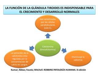 LA FUNCIÓN DE LA GLÁNDULA TIROIDES ES INDISPENSABLE PARA
EL CRECIMIENTO Y DESARROLLO NORMALES
Calcitonina
(tirocalcitonina)
Son sintetizadas
por las células
parafoliculares
(cels C).
La secreción de la
calcitonina esta
regulada por la
concentración de
calcio en sangre.
Disminuye la
calcemia
Kumar; Abbas; Fausto; Mitchell. ROBBINS PATOLOGÍA HUMANA. 8 edición
 