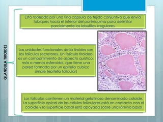 Está rodeada por una fina capsula de tejido conjuntivo que envía
tabiques hacia el interior del parénquima para delimitar
parcialmente los lobulillos irregulares
Las unidades funcionales de la tiroides son
los folículos secretores. Un folículo tiroideo
es un compartimiento de aspecto quístico,
más o menos esferoidal, que tiene una
pared formada por un epitelio cubico
simple (epitelio folicular)
Los folículos contienen un material gelatinoso denominado coloide.
La superficie apical de las células foliculares está en contacto con el
coloide y la superficie basal está apoyada sobre una lámina basal
GLANDULATIROIDES
 