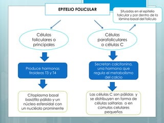 EPITELIO FOLICULAR
Células
foliculares o
principales
Células
parafoliculares
o células C
Produce hormonas
tiroideas T3 y T4
Citoplasma basal
basófilo pálido y un
núcleo esferoidal con
un nucléolo prominente
Situadas en el epitelio
folicular y por dentro de la
lámina basal del folículo
Secretan calcitonina,
una hormona que
regula el metabolismo
del calcio
Las células C son pálidas y
se distribuyen en forma de
células solitarias o en
cúmulos celulares
pequeños
 